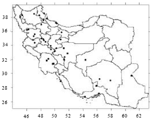 Image for - Morphological Variation and Taxonomic Conclusion of Cynodon dactylon (L.) Pers. In Iran