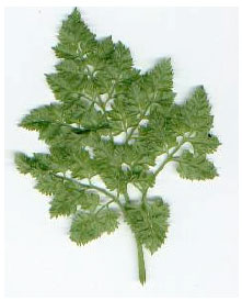 Image for - Chervil: A Multifunctional Miraculous Nutritional Herb