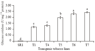 Image for - Disease Resistance Conferred by Constitutive Expression of a Fungal Glucose Oxidase Gene in Transgenic Tobacco Plants