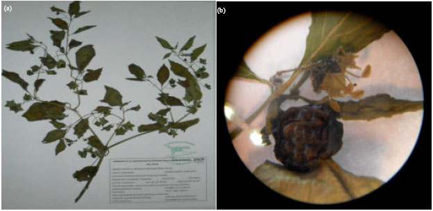 Image for - Toxicity Analysis, Phytochemical and Pharmacological Study of the Plant Known as Mora Herb, Collected at the Environmental Education Center of Yautlica (CEA-Yautlica)