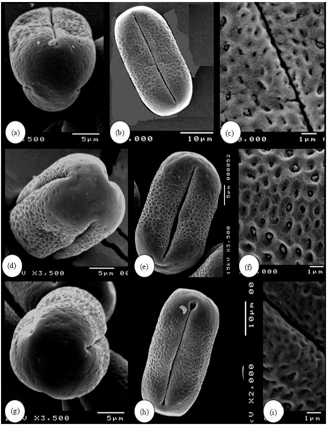 Image for - Contributions to the Pollen Morphology of Genus Astragalus L. (Fabaceae) and its Taxonomic Implications