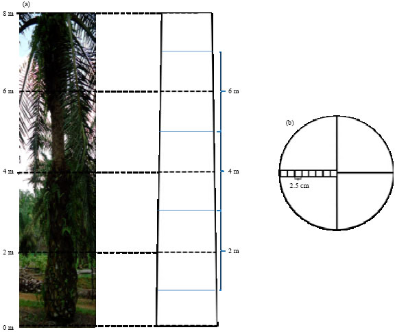 Image for - Vascular Bundle Distribution Effect on Density and Mechanical Properties of Oil Palm Trunk