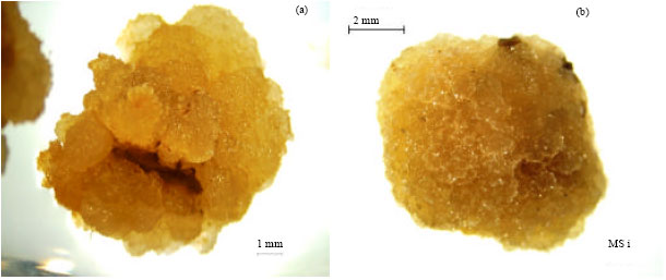 Image for - Effects of 2,4-D and Kinetin on Callus Induction of Barringtonia racemosa Leaf and Endosperm Explants in Different Types of Basal Media