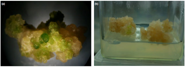 Image for - In vitro Plant Regeneration from Callus of Hypocotyls and Cotyledonary 
  Explants in Ethiopian Mustard (Brassica carinata A. Braun), Yellow Dodolla 
  Cultivar