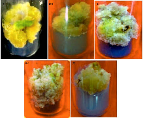 Image for - Production of Flavonoids in Callus Culture of Anthocephalus indicus A. Rich