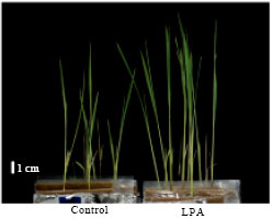Image for - Growth Promotion of Rice (Oryza sativa L.) Seedlings by Application of L-β-phenyllactic Acid