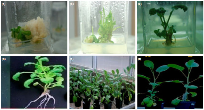Image for - In vitro Plant Regeneration from Callus of Hypocotyls and Cotyledonary 
  Explants in Ethiopian Mustard (Brassica carinata A. Braun), Yellow Dodolla 
  Cultivar