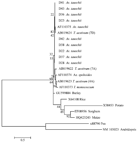 Image for - Molecular Characterization of Waxy Gene in Aegilops tauschii