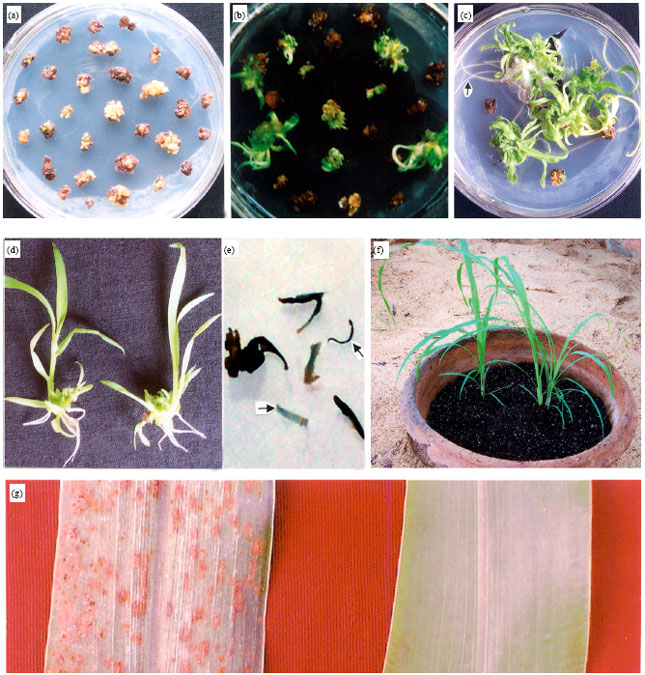 Image for - Agrobacterium-mediated Transformation of Pearl Millet (Pennisetum typhoides (L.) R.Br.) for Fungal Resistance