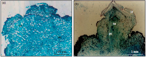 Image for - Indirect Organogenesis and Histological Analysis of Garcinia mangostana L.