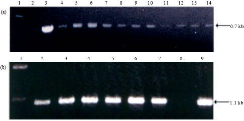 Image for - Agrobacterium-mediated Transformation of Pearl Millet (Pennisetum typhoides (L.) R.Br.) for Fungal Resistance