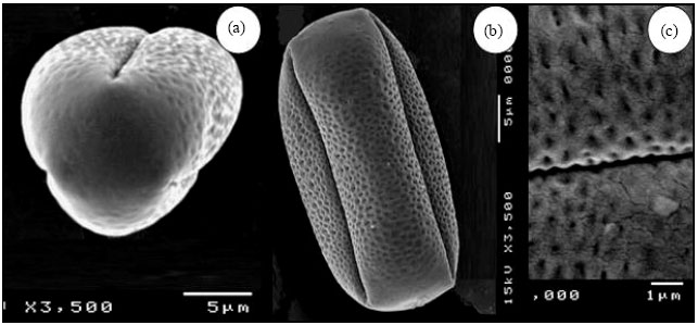 Image for - Contributions to the Pollen Morphology of Genus Astragalus L. (Fabaceae) and its Taxonomic Implications