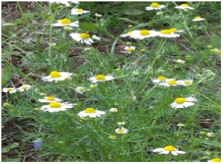 Image for - Ecology and Phytochemistry of Stinking Chamomile (Anthemis cotula L.) in Egypt