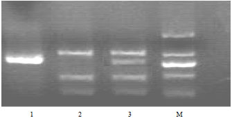 Image for - Development of Allele-specific PCR Markers for Tm22 Gene In Tomato
