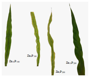 Image for - Interaction Effects of Phosphorus and Zinc on their Uptake and 32P Absorption and Translocation in Sweet Corn (Zea mays var. Saccharata) Grown in a Tropical Soil