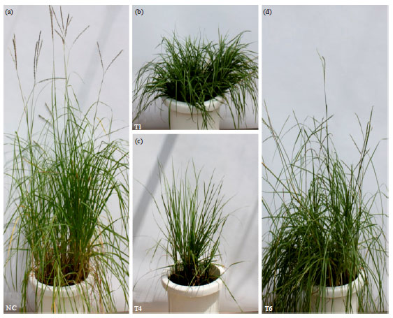 Image for - Lignin Content and Digestibility in Transgenic Bahiagrass (Paspalum notatum  Flügge) Obtained by Genetic Manipulation of Cinnamyl Alcohol Dehydrogenase  Gene