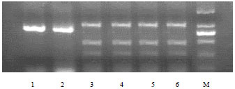 Image for - Development of Allele-specific PCR Markers for Tm22 Gene In Tomato