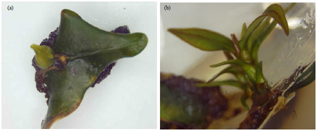 Image for - Comparison of Adventitious Shoot Formation of Garcinia mangostana via Embryogenesis and Direct Organogenesis