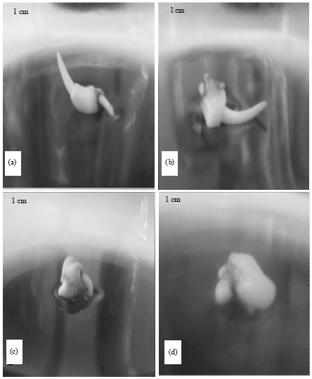 Image for - Utilization of Sago Palm (Metroxylon sagu Rottb.) Zygotic Embryos for Cryopreservation