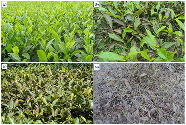 Image for - Physiological and Biochemical Changes in Tea Leaves and Made Tea Due to Red Spider Mite Infestation