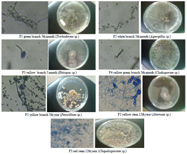 Image for - Endophytic Fungi from Surian (Toona sinensis Roem) and Antioxidant Potency from its Culture