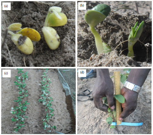 Image for - Evaluating Nodulation and its Effects on Some Agromorphological
Parameters of Soybean Varieties (Glycine max L.)