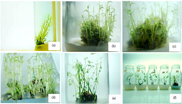 Image for - Development of an Efficient Technology for Rapid Clonal Multiplication of Celastrus paniculatus–Willd, an Endangered Medicinal Plant