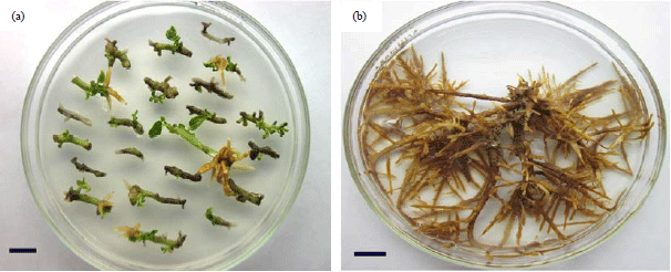 Image for - Agrobacterium rhizogenes Mediated Hairy Root Induction in Parasponia andersonii Planch