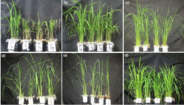 Image for - Effect of Salinity and Alleviating Role of Methyl Jasmonate in Some Rice Varieties