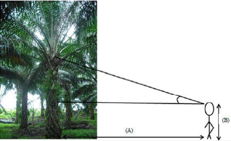 Image for - Nitrogen Effects on Growth and Spectral Characteristics of Immature and Mature Oil Palms