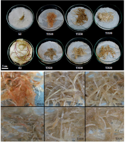 Image for - Effect of Sucrose and Immersion Frequency on Production of Adventitious Roots and Secondary Metabolites of Gynura procumbens (Lour.) Merr in Temporary Immersion Bioreactors