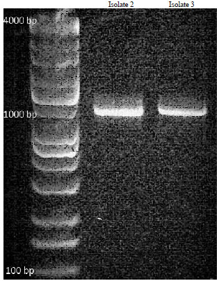 Image for - Molecular Identification of Rhizospheric Fungi Associated with‘Saba’ Banana via the Amplification of Internal TranscribedSpacer Sequence of 5.8S Ribosomal DNA