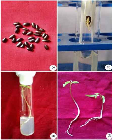 Image for - Effect of Pre-treatment Methods on in vitro Seed Germination of Bullock’s Heart (Annona reticulata L.)
