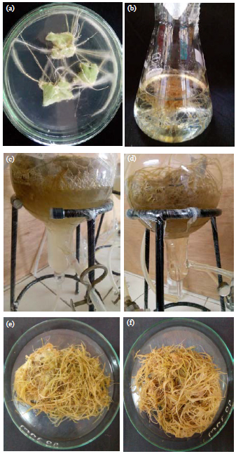 Image for - Biomass and Flavonoid Production of Gynura procumbens (L.). Merr Adventitious Root Culture in Baloon-type Bubble-bioreactor Influenced by Elicitation
