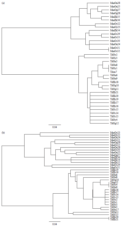 Image for - Phylogenetic Relationship and Genetic Variation among Thaumatococcus daniellii and Megaphrynium macrostachyum Ecotypes in Southwest Nigeria