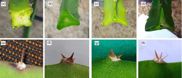 Image for - Morphological Characterization and Adaptation of Four Dragon Fruit Genotypes in Pangandaran Regency of Indonesia