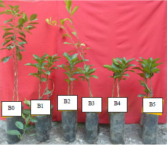 Image for - Techniques for Accelerating of Scion Growth in Pummelo Grafting (Citrus maxima (Burm.) Merr.)