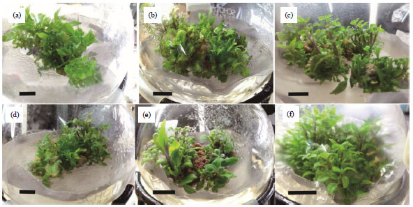 Image for - Shoots Culture of Gynura procumbens (Lour.) Merr. in Balloon-Type Bubble-bioreactor Influenced by Sucrose Concentration and Inoculums Density