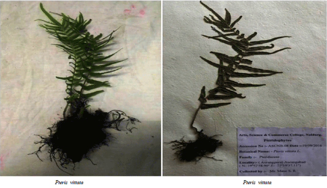 Image for - Mycorrhizal Association in Pteridophytes Species from Marathwada Region of Deccan Plateau Zone of India