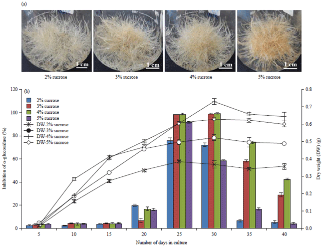 Image for - Mass Propagation of Urena lobata L. Hairy Root Possessing α-Glucosidase Inhibitory Activity by Using Suitable Culture Conditions