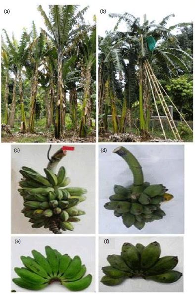 Image for - Induction of Banana Autotetraploids “Klutuk Sukun” and their Reproductive Function for Producing Triploid Hybrids