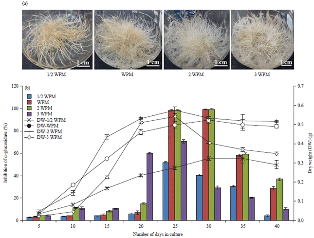 Image for - Mass Propagation of Urena lobata L. Hairy Root Possessing α-Glucosidase Inhibitory Activity by Using Suitable Culture Conditions