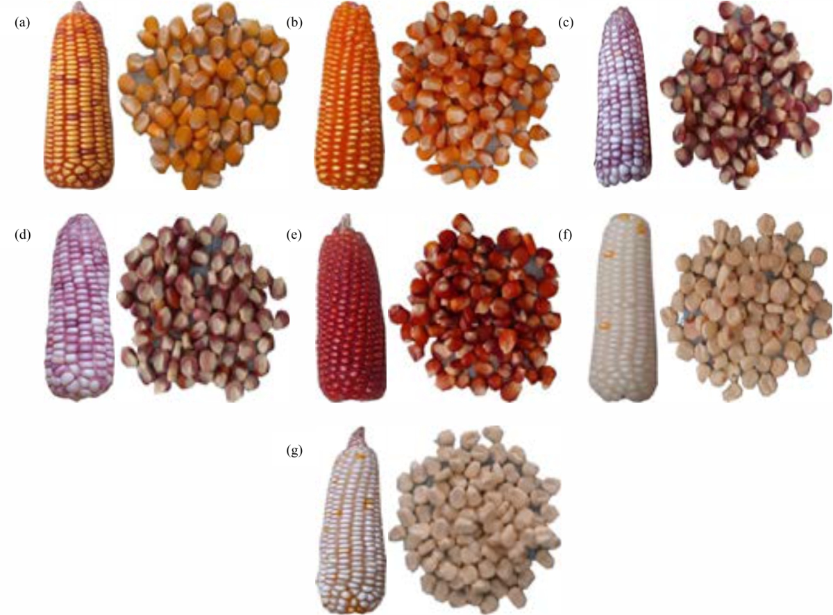 Image for - Cytogenetic Analysis of Seven Local Corn Cultivars from Kisar Island-southwest Maluku, Indonesia
