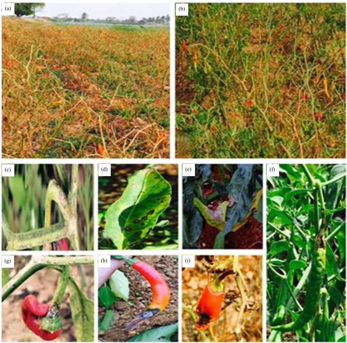 Image for - Agronomic Survey and Screening of Genotypes for Anthracnose Infection in Capsicum annuum L.