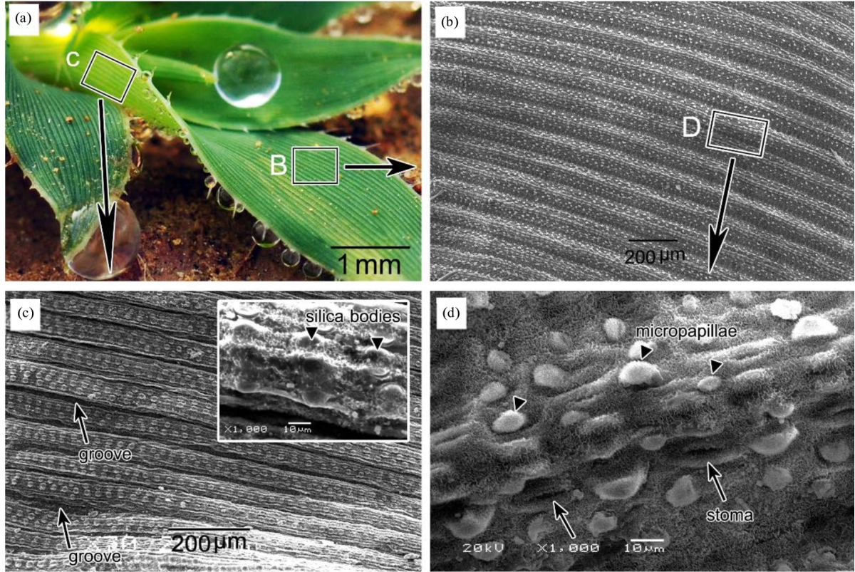 Image for - Ecological Significance of Leaf Surface Micromorphology and Wettability in Tragus berteronianus Schult
