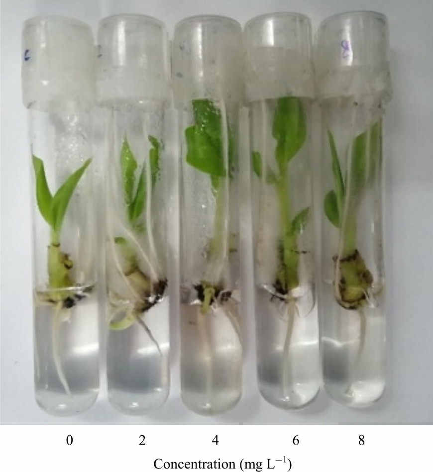 Image for - Effects of Copper Sulphate on Shoot Multiplication and Rooting of Banana (Musa acuminata L.) (In vitro Study)