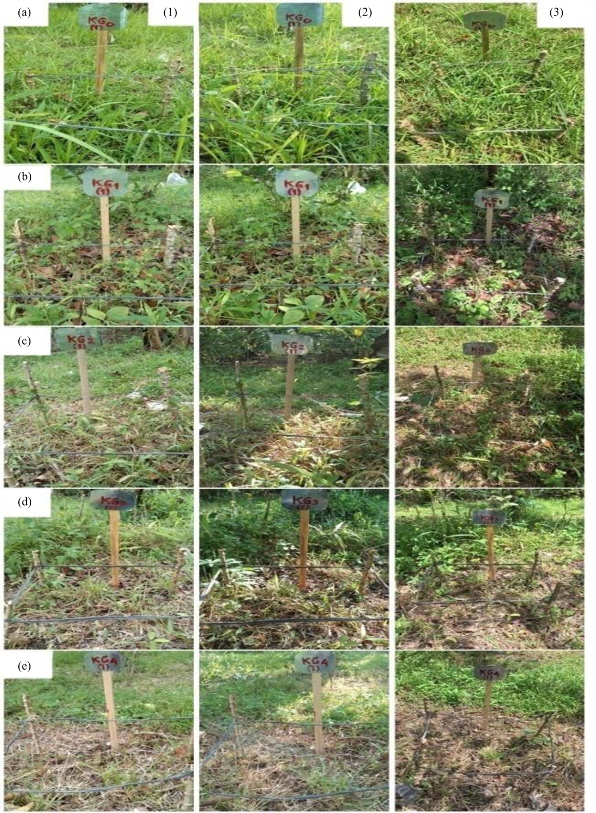 Image for - Glyphosate Potassium Salt Dosage Efficacy to Weed Control in Guava Plants
