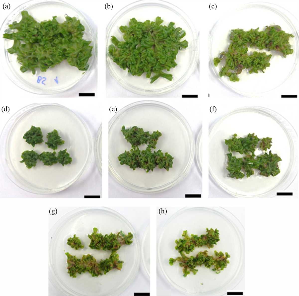 Image for - Improving in vitro Biomass and Evaluating α-glucosidase Inhibition Activity of Liverwort Marchantia polymoprha L.