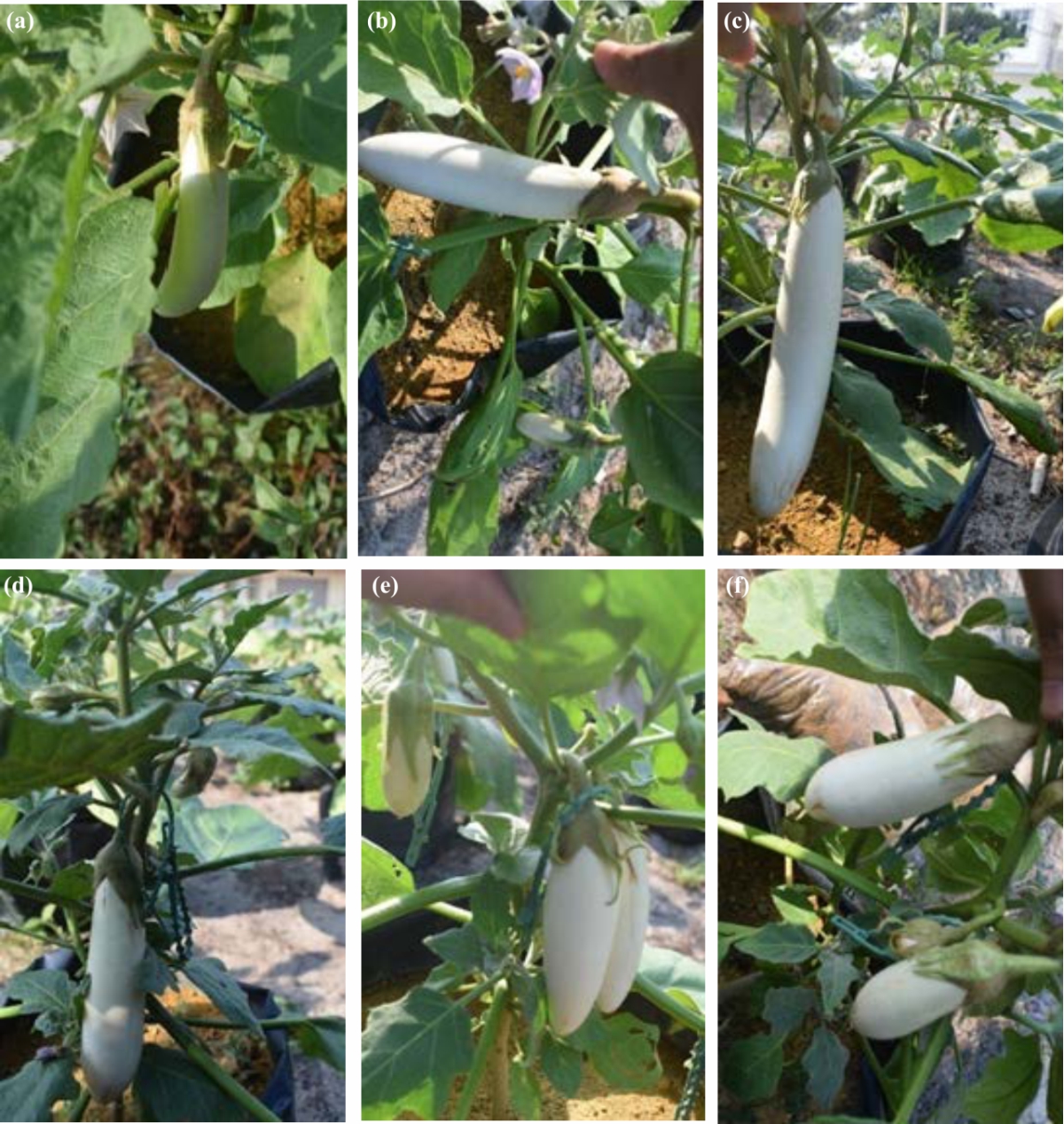 Image for - Influence of Paclobutrazol on Growth, Yield and Quality of Eggplant (Solanum melongena)