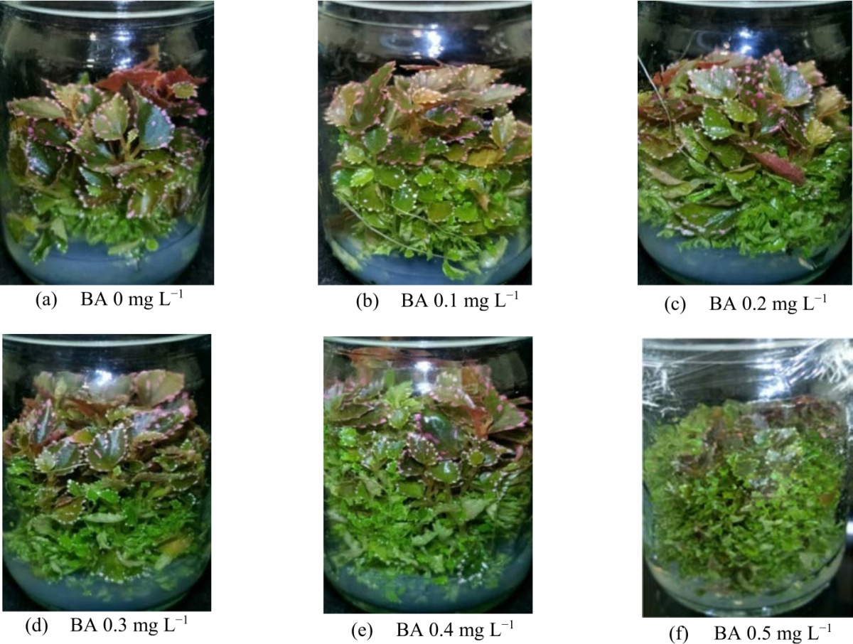 Image for - Effect of Growth Regulators on Begonia sp. Julau Propagation